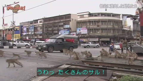 ダーウィンが来た タイ カニクイザル