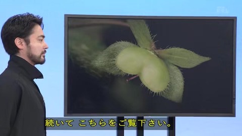 オオイヌノフグリ の名前の由来