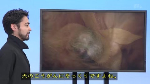 オオイヌノフグリ の名前の由来