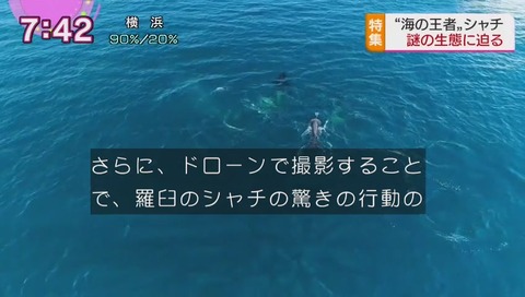 シャチが水深500mのイカを食べた
