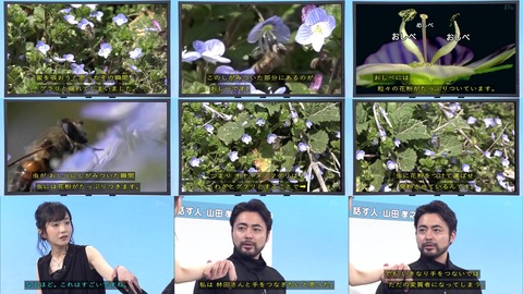 オオイヌノフグリ 構造