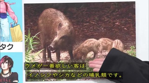 「植物に学ぶ生存戦略2」ウメの生存戦略