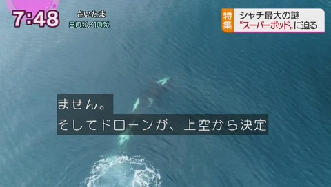 シャチ 擬似性交