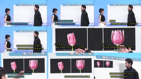 「植物に学ぶ生存戦略2」チューリップ