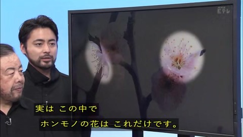 「植物に学ぶ生存戦略2」ウメの花 本物と偽物