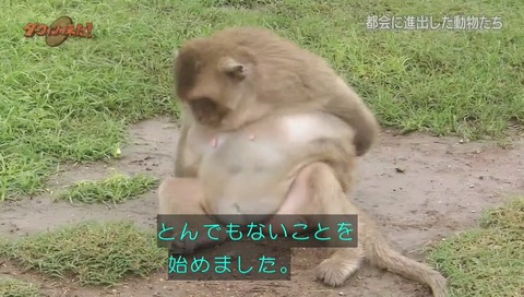 ダーウィンが来た タイ カニクイザル