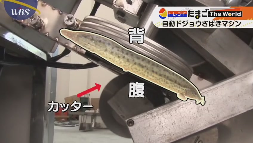 自動ドジョウ捌きマシンwwwwwwwwwwwwwwwwwwwwww 170rres 分 その日盛り上がったch 自動ドジョウ捌きマシンwwwwwwwwwwwwwwwwwwwwww 170rres 分 その日盛り上がったch