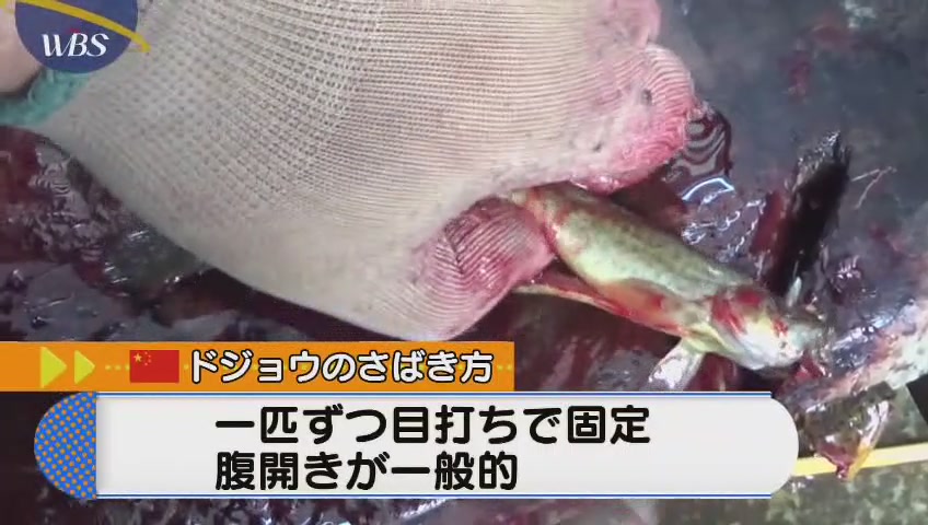 自動ドジョウ捌きマシンwwwwwwwwwwwwwwwwwwwwww 170rres 分 その日盛り上がったch