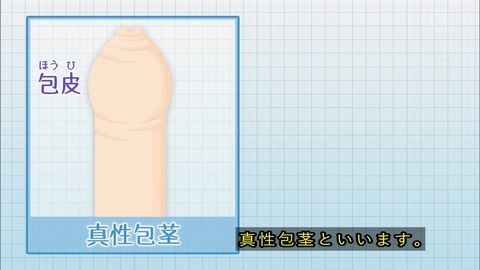 真性包茎 イラスト