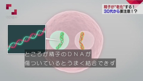 精子DNA