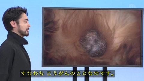オオイヌノフグリ の名前の由来