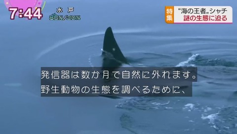 シャチに発信機をつける