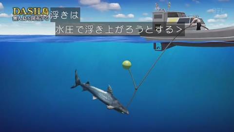 鉄腕DASH サメを狩る
