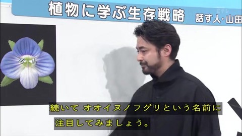 「植物に学ぶ生存戦略2」オオイヌノフグリ