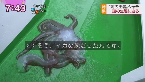 シャチが水深500mのイカを食べた
