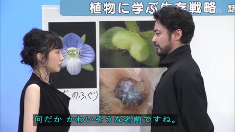 オオイヌノフグリ の名前の由来