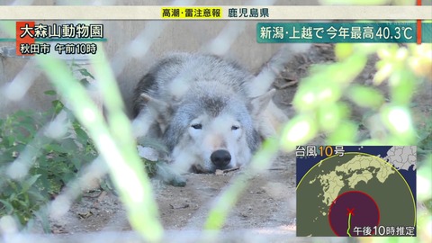 大森山動物園 夏バテオオカミ