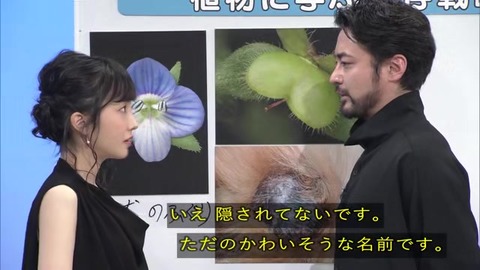 「植物に学ぶ生存戦略2」オオイヌノフグリ