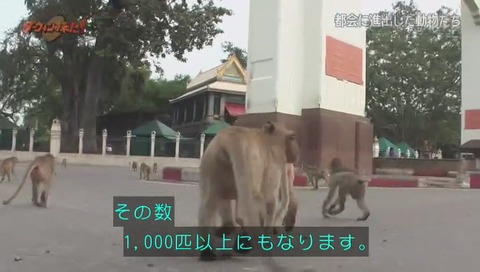 ダーウィンが来た タイ カニクイザル