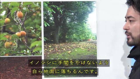 「植物に学ぶ生存戦略2」ウメの生存戦略 イノシシ