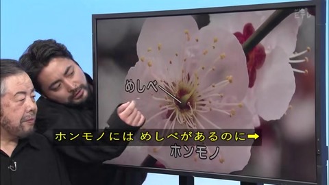 「植物に学ぶ生存戦略2」ウメの花 偽物にはおしべがない