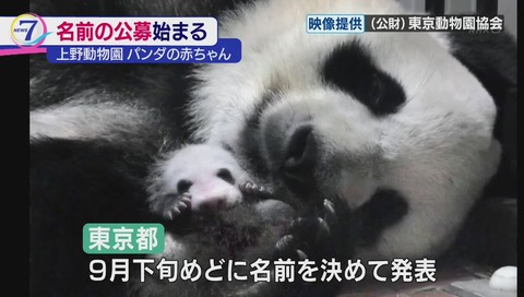上野動物園 ジャイアントパンダの赤ちゃん 9月発表