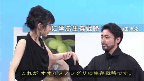 「植物に学ぶ生存戦略2」オオイヌノフグリ