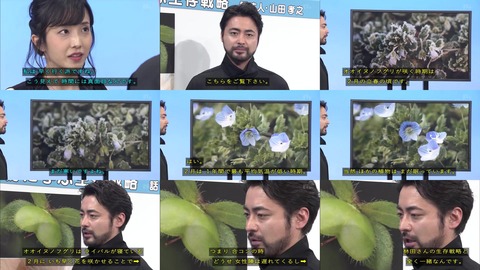 「植物に学ぶ生存戦略2」オオイヌノフグリ