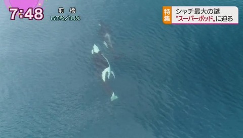 シャチ 擬似性交