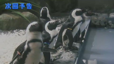 ドラマ『警視庁いきもの係』ペンギン