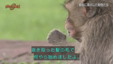 ダーウィンが来た タイ カニクイザル