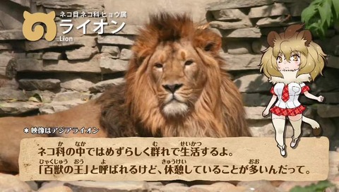 「けものフレンズ」最終回(再放送)