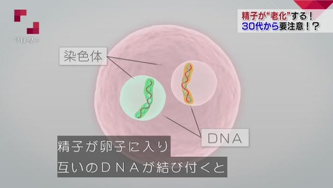 精子DNA