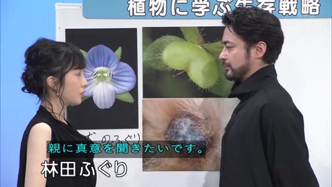 林田ふぐり