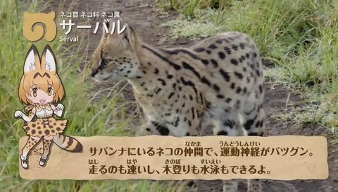 サーバルキャット解説