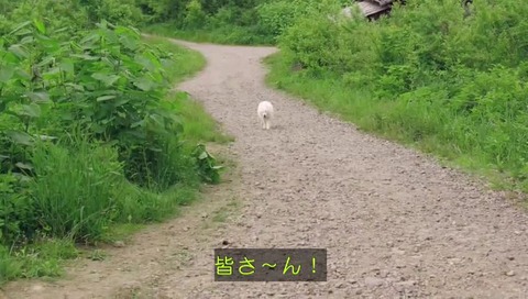 勇者ヨシヒコ 第三期 8話 auソフトバンク パロディ