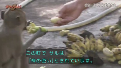 サルが神の使いと崇められる