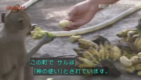 サルが神の使いと崇められる