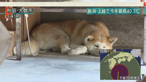 夏バテ秋田犬