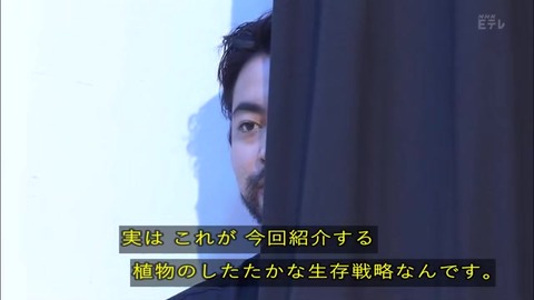「植物に学ぶ生存戦略2」オオイヌノフグリ