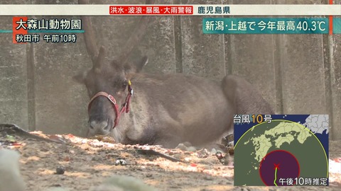 大森山動物園 夏バテ鹿