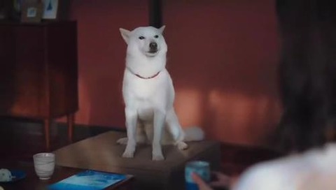 映画「君の名は。」地上波2回目 ソフトバンク社 おとうさん犬「天気の子コラボ」CM