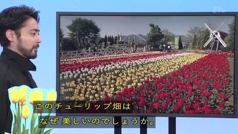 「植物に学ぶ生存戦略2」チューリップ
