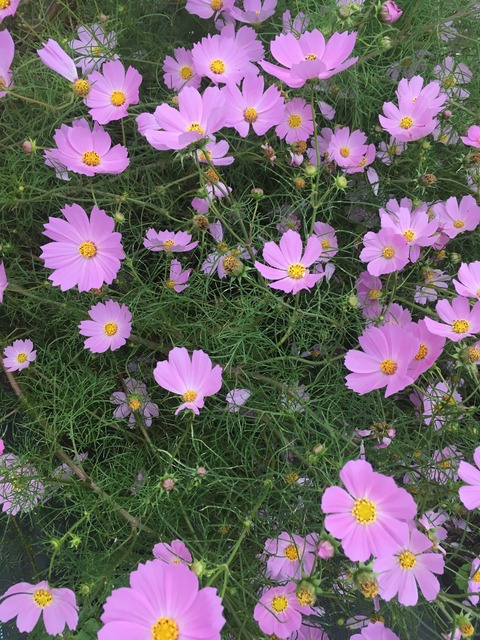 120AE03F-8C96-4C86-9969-7C694E2FFF2D