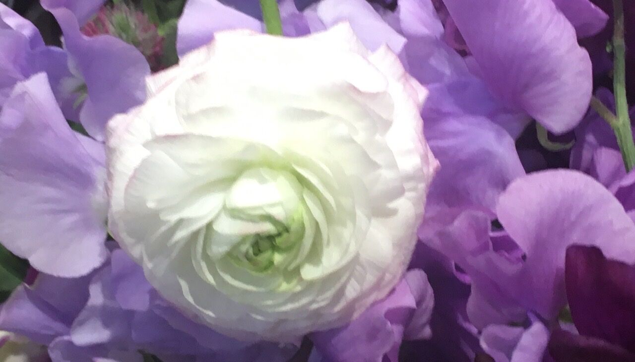 ひなたあきらのおけまる公認心理師たん