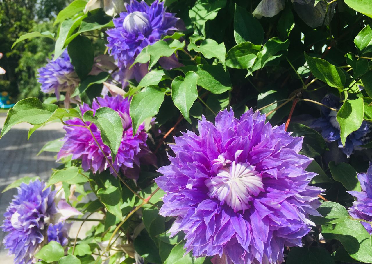 皇室ゴシップに学ぶ社会心理学 ひなたあきらのおけまる公認心理師たん