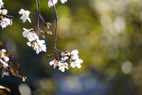 94C33127-9B6A-475D-8727-5B40B3D41297