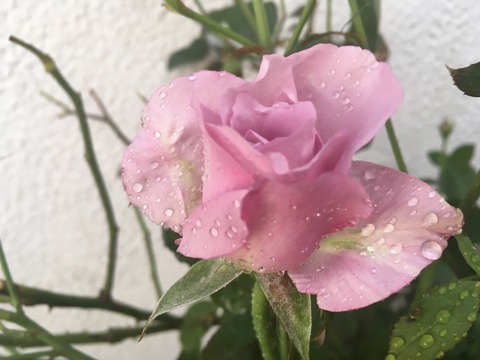 4933B533-16C5-4213-BA62-2BA2ED324B6A