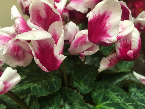 4D4A6AE1-F7DA-4516-ABA7-3FCC101F60FA