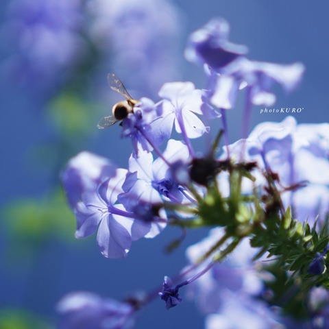 E63DF877-BB4E-42C5-A66C-CA98BA384C3D